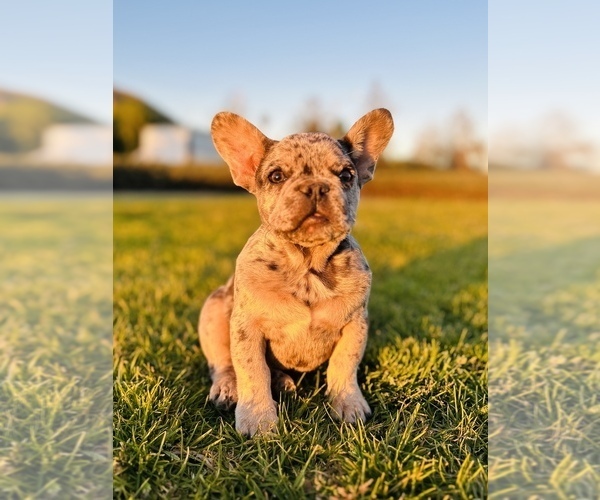 Medium Photo #1 French Bulldog Puppy For Sale in SAN BERNARDINO, CA, USA