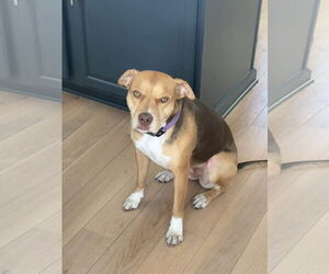 Hazel - Female Bulldog-Unknown Mix Dog for Adoption - Photo #2