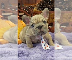 French Bulldog Puppy for Sale in YANTIS, Texas USA