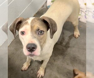 Pointer Dogs for adoption in Tavares, FL, USA