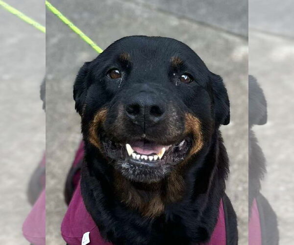 Medium Photo #3 Rottweiler Puppy For Sale in Hillsboro, NH, USA