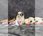 Small Photo #20 Mal-Shi Puppy For Sale in SILEX, MO, USA