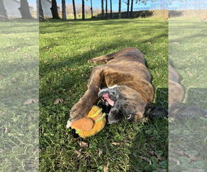 Boxer Dogs for adoption in Woodbury, MN, USA
