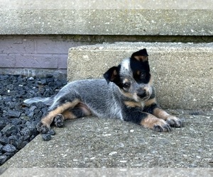 Australian Cattle Dog Puppy for sale in FRANKLIN, IN, USA