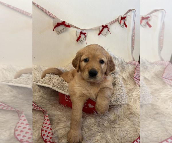 Medium Photo #21 Golden Retriever Puppy For Sale in WASECA, MN, USA