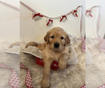 Small Photo #21 Golden Retriever Puppy For Sale in WASECA, MN, USA