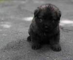 Small Photo #27 German Shepherd Dog Puppy For Sale in REDFIELD, AR, USA