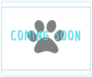 Poodle (Miniature) Puppy for sale in MARIETTA, GA, USA