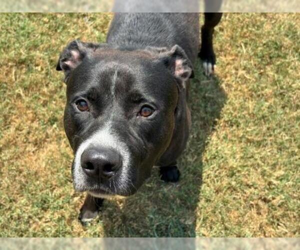 Medium Photo #2 Mutt Puppy For Sale in Tulsa, OK, USA