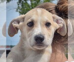 Small #4 Anatolian Shepherd-German Shepherd Dog Mix