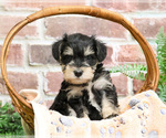 Small #15 Schnauzer (Miniature)
