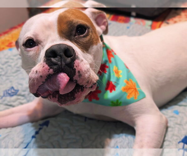 Medium Photo #4 American Staffordshire Terrier-Boxer Mix Puppy For Sale in Caribou, ME, USA