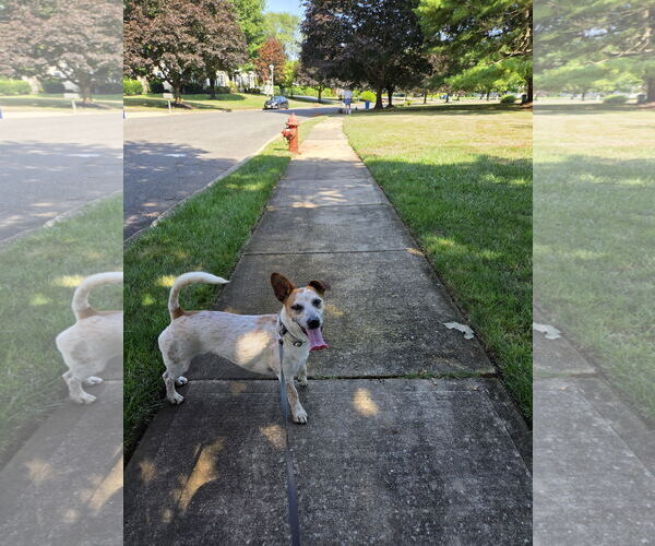 Medium Photo #8 Jack Russell Terrier Puppy For Sale in Oakhurst, NJ, USA
