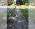 Small #7 Jack Russell Terrier