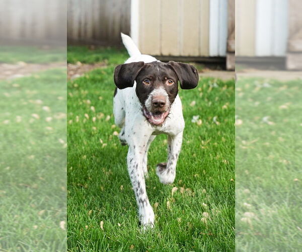 Medium Photo #5 German Wirehaired Pointer Puppy For Sale in Plymouth, MN, USA