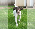 Small #4 German Wirehaired Pointer