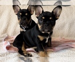 Small Photo #3 French Bulldog Puppy For Sale in WOODBRIDGE, NJ, USA