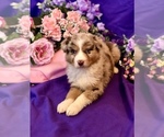 Small Photo #1 Australian Shepherd Puppy For Sale in SPRINGFIELD, MN, USA