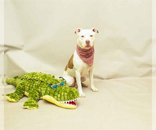 Medium Photo #2 Mutt Puppy For Sale in Sanford, FL, USA