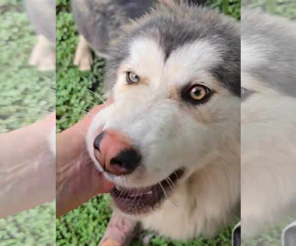 Medium Photo #4 Eurasier-Siberian Husky Mix Puppy For Sale in Severn, MD, USA