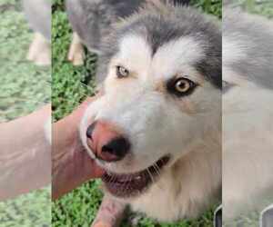 Choco - Male Eurasier-Siberian Husky Mix Dog for Adoption - Photo #4