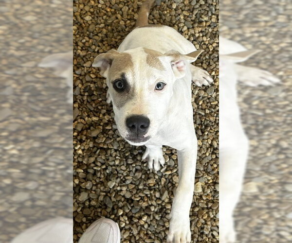 Medium Photo #1 Labrador Retriever-Unknown Mix Puppy For Sale in Sterling, MA, USA