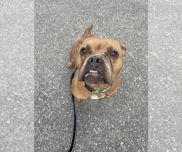Medium Photo #15 American Bulldog-Unknown Mix Puppy For Sale in Derwood, MD, USA