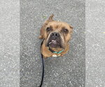 Small #14 American Bulldog Mix