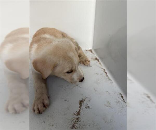 Medium Photo #1 Labrador Retriever Puppy For Sale in Houston, TX, USA