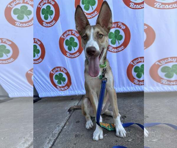 Medium Photo #8 Mutt Puppy For Sale in Greenville, SC, USA