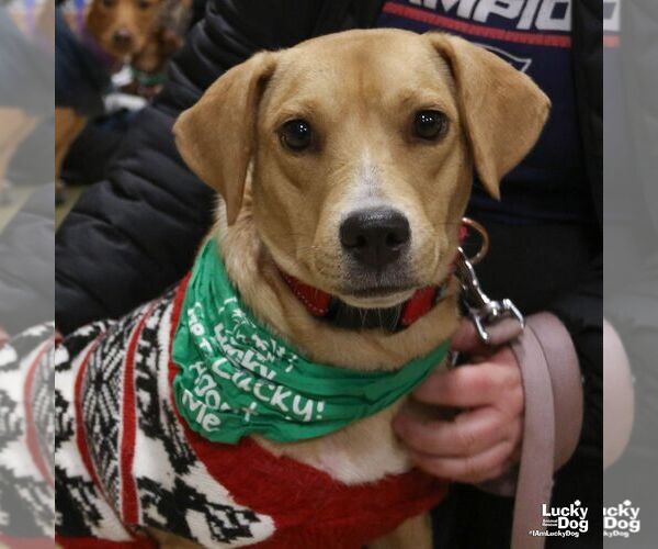 Medium Photo #1 Labrador Retriever-Unknown Mix Puppy For Sale in Washington, DC, USA