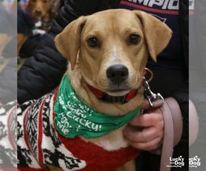 Labrador Retriever-Unknown Mix Dogs for adoption in Washington, DC, USA