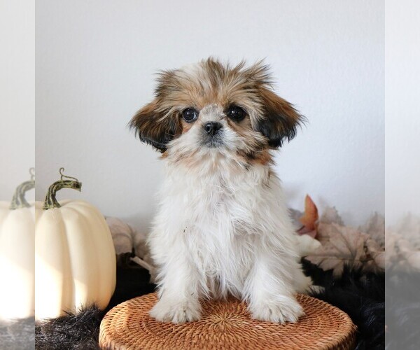 Medium Photo #4 Shih Tzu Puppy For Sale in ARTHUR, IL, USA