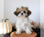 Small #3 Shih Tzu