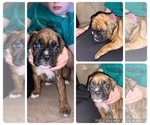Small Photo #12 Boxer Puppy For Sale in HASLETT, MI, USA