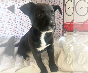 American Pit Bull Terrier-American Staffordshire Terrier Mix Dogs for adoption in Chester, VA, USA