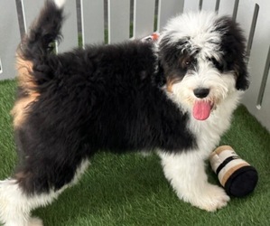 Bernedoodle Puppy for sale in FORT LAUDERDALE, FL, USA