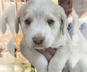 Golden Labrador Dogs for adoption in Pottstown, PA, USA