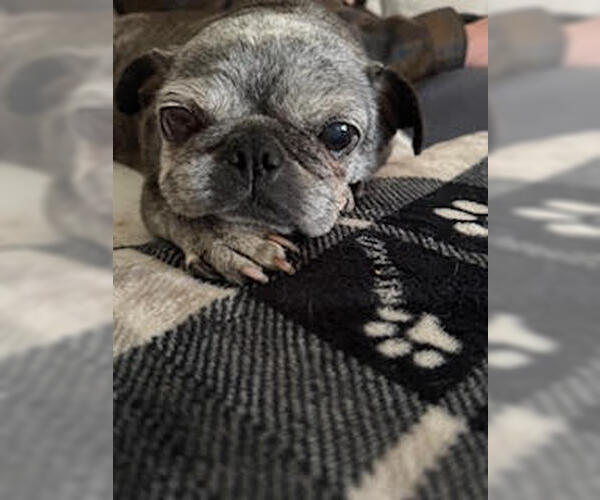 Medium Photo #6 Pug Puppy For Sale in Indianapolis, IN, USA