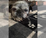 Small #5 Pug