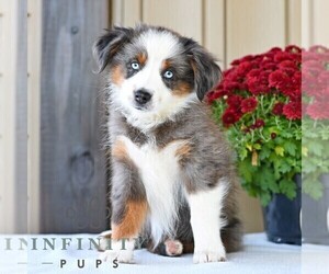 Miniature Australian Shepherd Puppy for sale in REBERSBURG, PA, USA