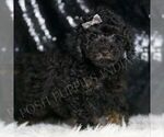 Small #3 Poodle (Toy)