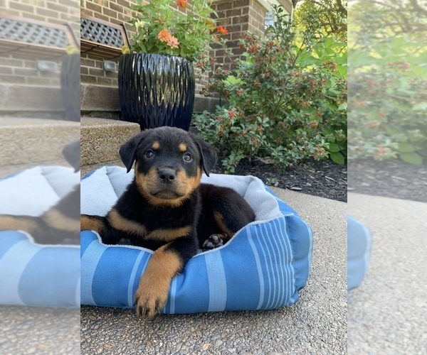Full screen Photo #12 Rottweiler Puppy For Sale in NOBLESVILLE, IN, USA