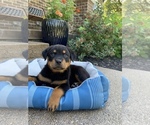 Small Photo #12 Rottweiler Puppy For Sale in NOBLESVILLE, IN, USA