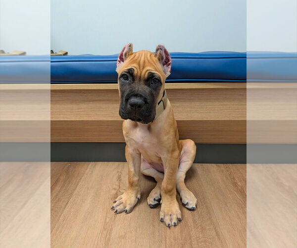 Medium Photo #1 Cane Corso Puppy For Sale in PHOENIX, AZ, USA