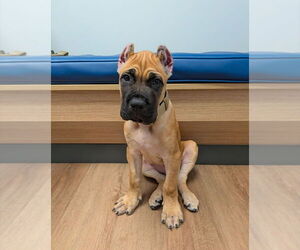 Cane Corso Puppy for sale in PHOENIX, AZ, USA