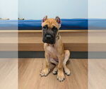 Small Cane Corso