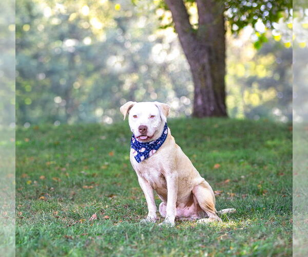 Medium Photo #3 Mutt Puppy For Sale in Unionville, PA, USA