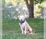 Small Photo #3 Mutt Puppy For Sale in Unionville, PA, USA