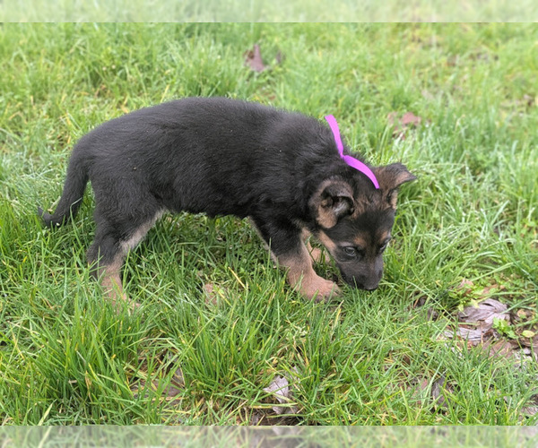 Medium Photo #6 German Shepherd Dog Puppy For Sale in OAK GROVE, OR, USA